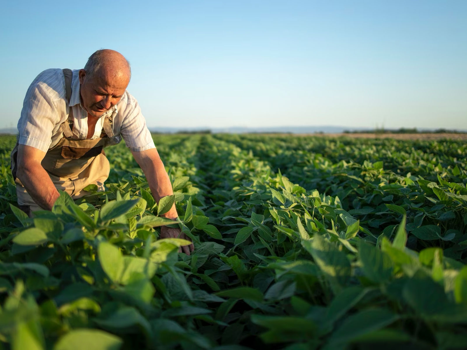 agricoltura